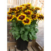 Rudbekia 'SmileyZ Tiger' | Rudbeckia
