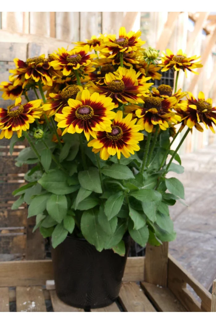 Rudbekia 'SmileyZ Tiger' | Rudbeckia