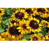 Rudbekia 'SmileyZ Tiger' | Rudbeckia