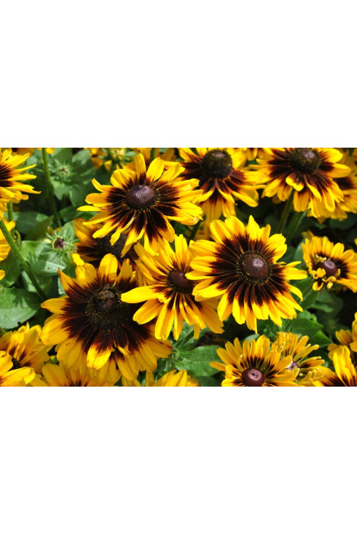 Rudbekia 'SmileyZ Tiger' | Rudbeckia