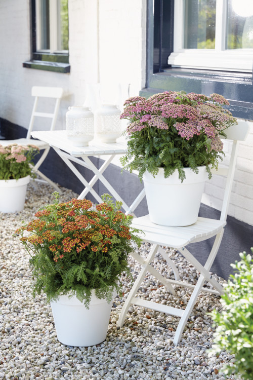 Krwawnik pospolity 'Milly Rock Red' | Achillea millefolium