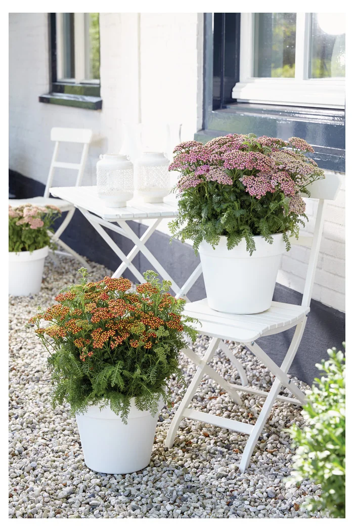 Krwawnik pospolity 'Milly Rock Red' | Achillea millefolium