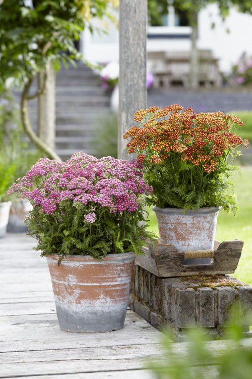 Krwawnik pospolity 'Milly Rock Red' | Achillea millefolium
