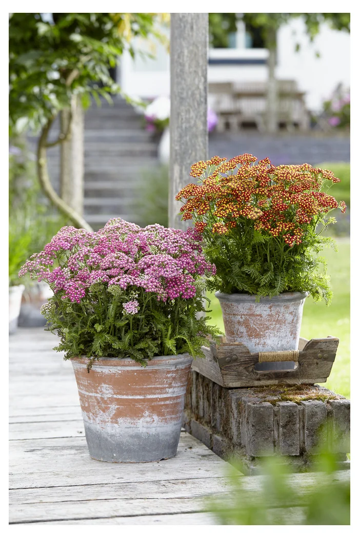 Krwawnik pospolity 'Milly Rock Red' | Achillea millefolium