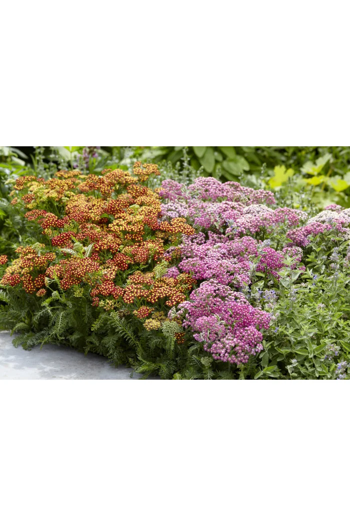 Krwawnik pospolity 'Milly Rock Red' | Achillea millefolium