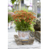Krwawnik pospolity 'Milly Rock Red' | Achillea millefolium