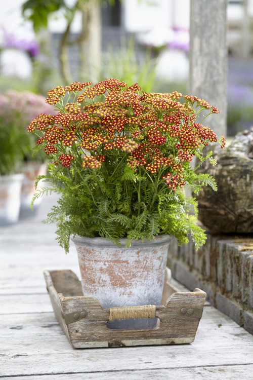 Krwawnik pospolity 'Milly Rock Red' | Achillea millefolium