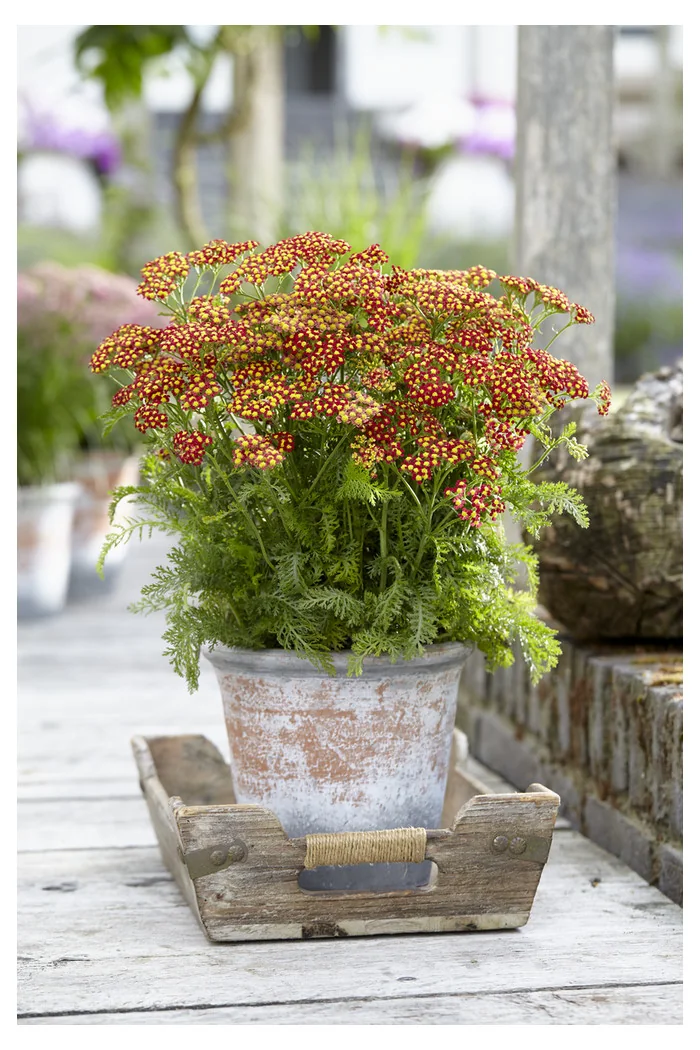 Krwawnik pospolity 'Milly Rock Red' | Achillea millefolium