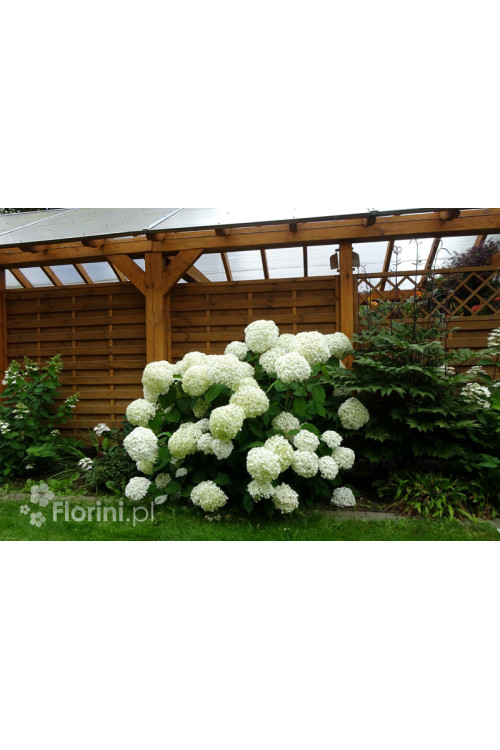 Hortensja drzewiasta 'Anabelle' | Hydrangea arborescens
