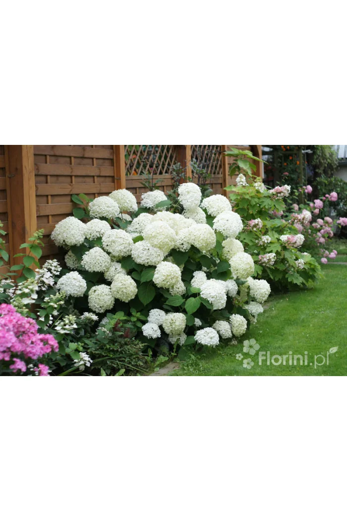 Hortensja drzewiasta 'Anabelle' | Hydrangea arborescens