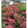 Hortensja bukietowa 'Sundae Fraise' | Hydrangea paniculata