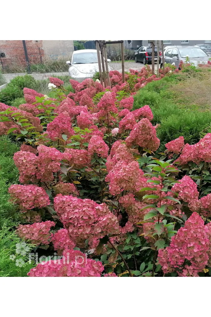 Hortensja bukietowa 'Sundae Fraise' | Hydrangea paniculata