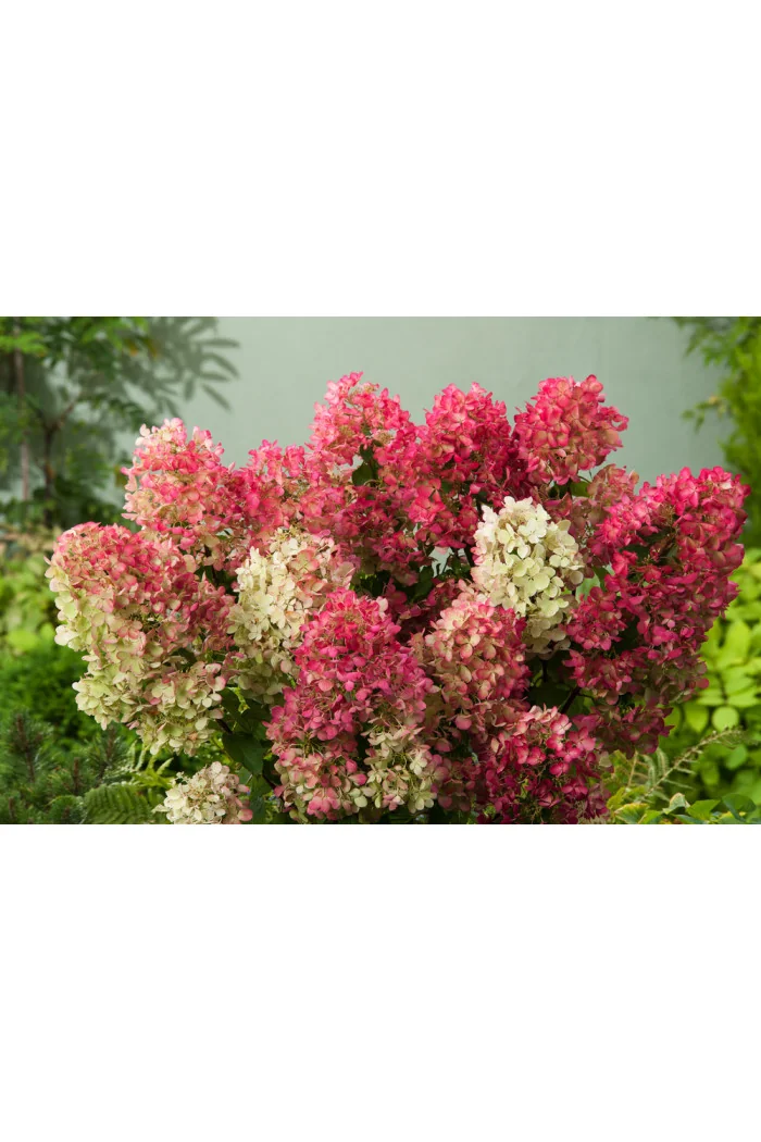 Hortensja bukietowa 'Sundae Fraise' | Hydrangea paniculata