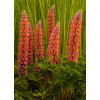 Łubin 'Tower Peach' Lupinus