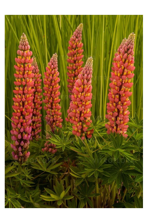 Łubin 'Tower Peach' Lupinus