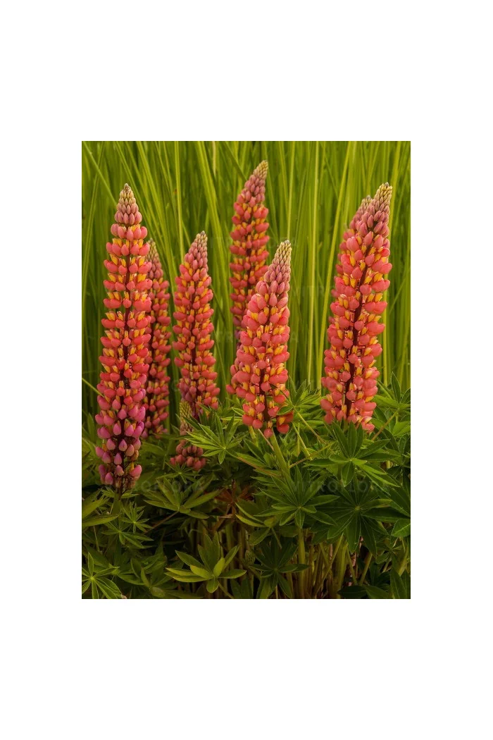 Łubin 'Tower Peach' Lupinus