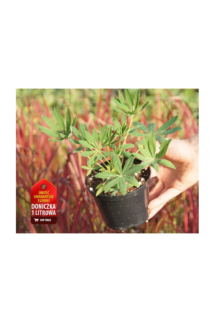 Łubin 'Tower Peach' Lupinus