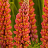 Łubin 'Tower Peach' Lupinus