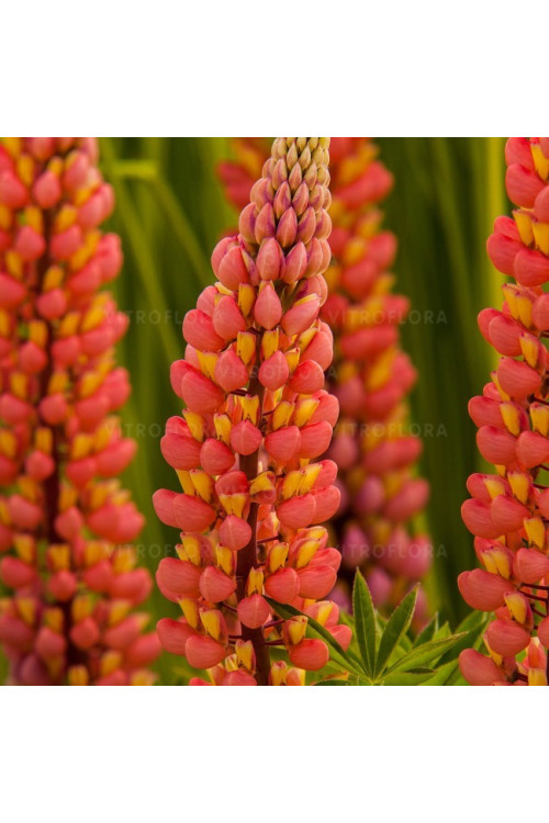 Łubin 'Tower Peach' Lupinus