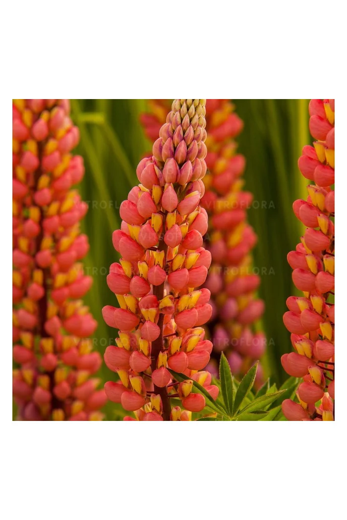 Łubin 'Tower Peach' Lupinus