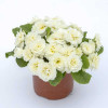 Pierwiosnek 'Belarina® Vanilla' | Primula