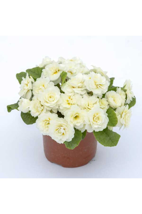 Pierwiosnek 'Belarina® Vanilla' | Primula