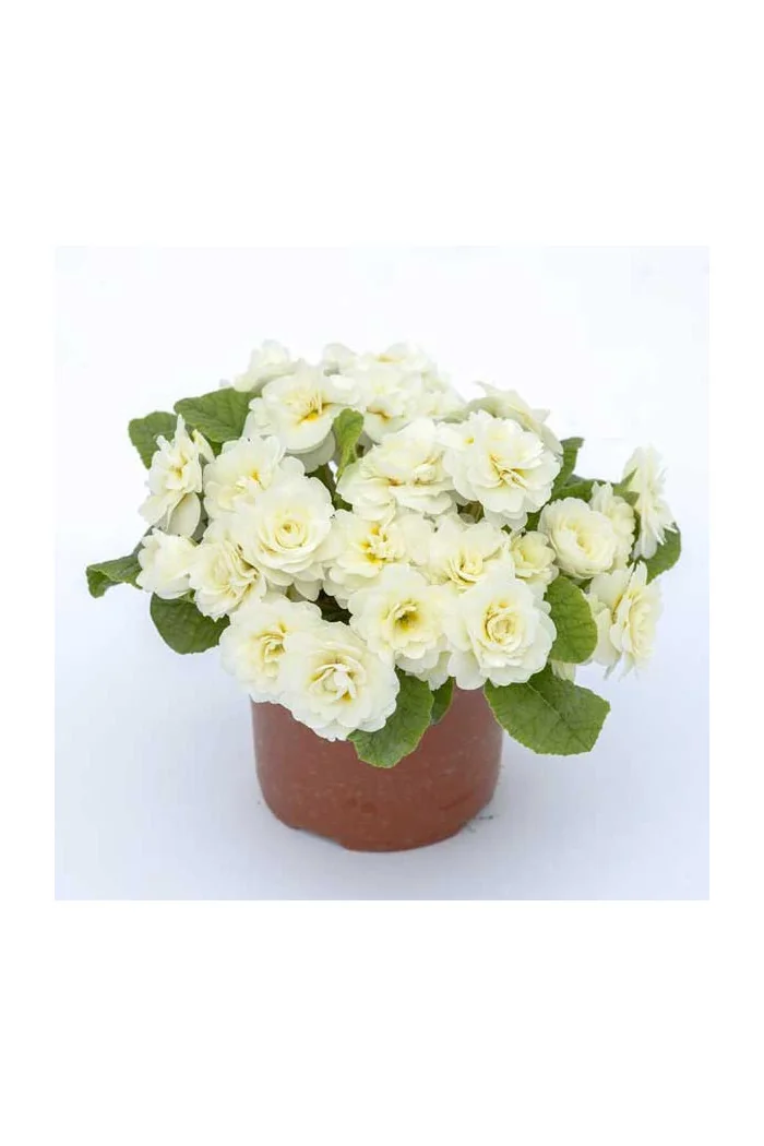 Pierwiosnek 'Belarina® Vanilla' | Primula