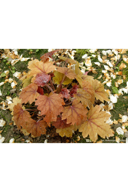 Żuraweczka 'Sweet Tea' | Heucherella