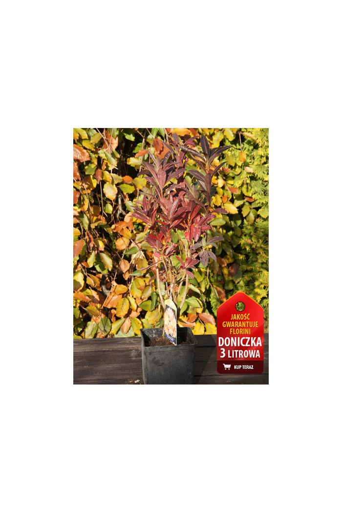 Azalia wielkokwiatowa 'Klondyke' | Rhoddendron