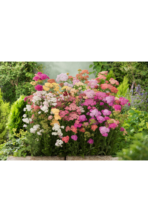 Krwawnik ogrodowy 'Summer Pastels' | Achillea millefolium