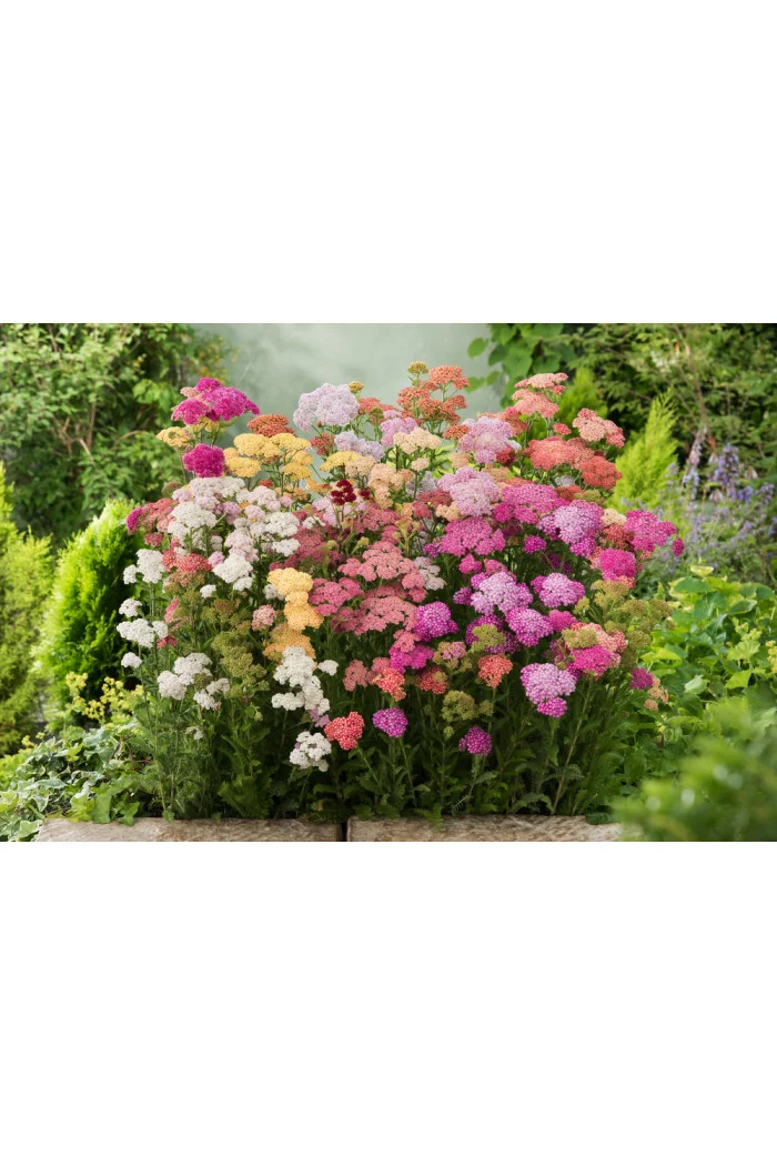 Krwawnik ogrodowy 'Summer Pastels' | Achillea millefolium