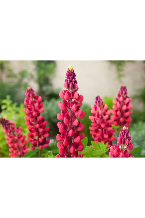 Łubin niski 'Gallery Rot' | Lupinus nanus russell