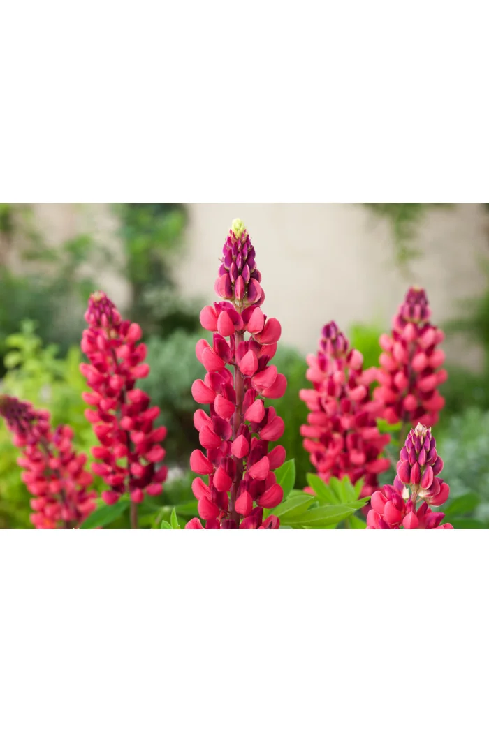 Łubin niski 'Gallery Rot' | Lupinus nanus russell