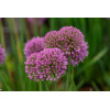 Czosnek 'Serendipity' | Allium