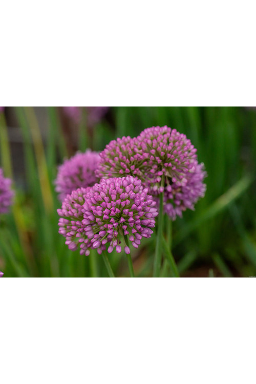 Czosnek 'Serendipity' | Allium