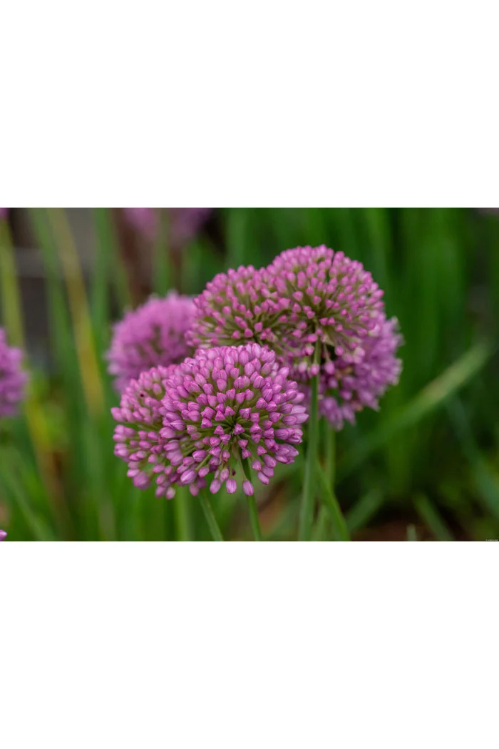 Czosnek 'Serendipity' | Allium