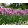 Czosnek 'Serendipity' | Allium