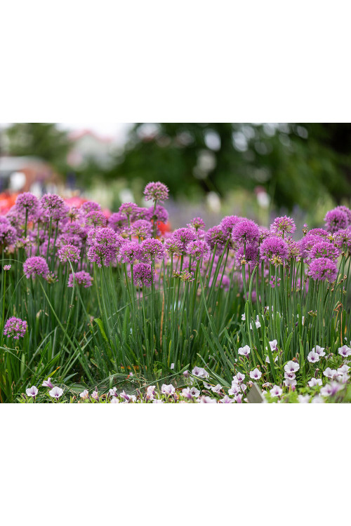 Czosnek 'Serendipity' | Allium