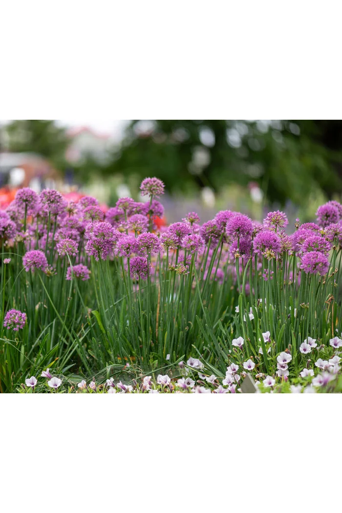 Czosnek 'Serendipity' | Allium