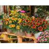 Gailardia 'Galya Yellow' Gaillardia