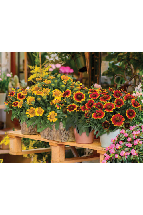 Gailardia 'Galya Yellow' Gaillardia