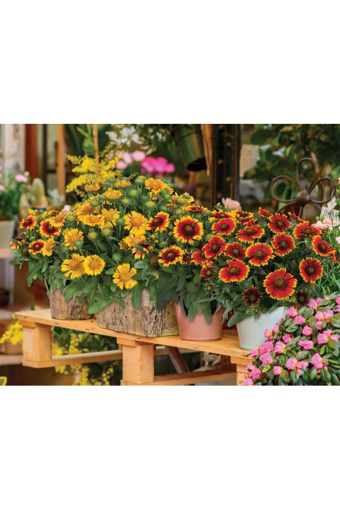 Gailardia 'Galya Yellow' Gaillardia