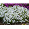 Floks szydlasty 'White Delight' | Phlox subulata