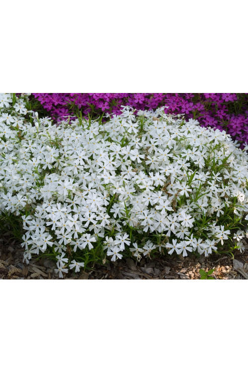 Floks szydlasty 'White Delight' | Phlox subulata