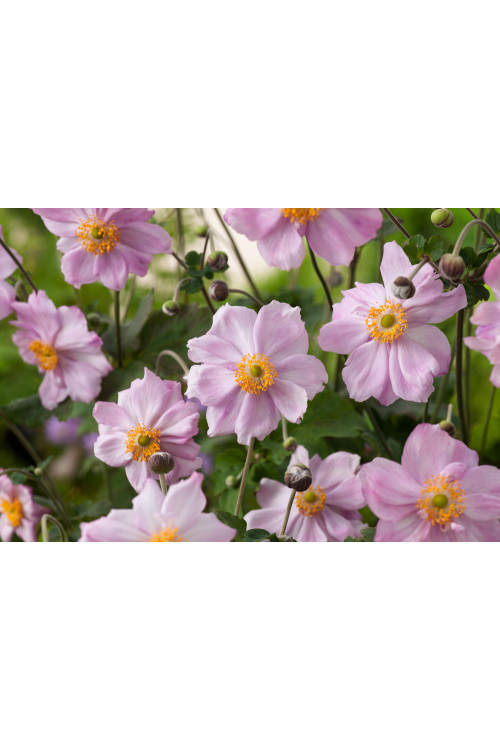 Zawilec japoński 'Konigin Charlotte' | Anemone japonica