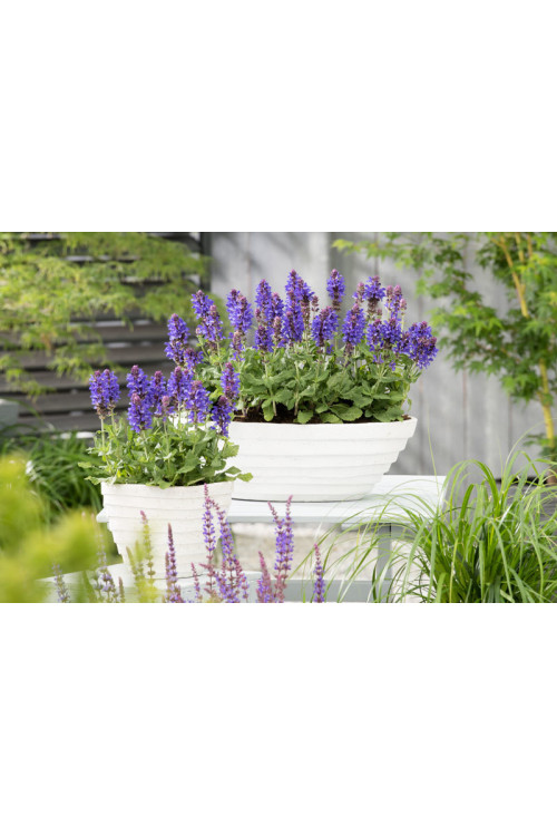 Szałwia omszona 'Blue Marvel' Salvia nemorosa