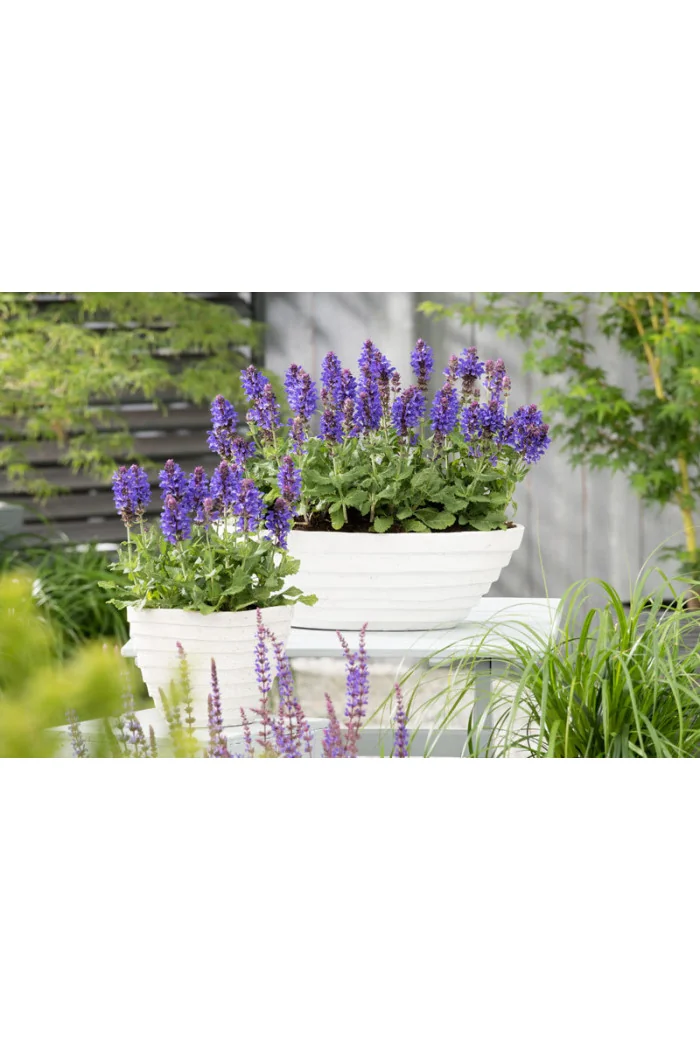 Szałwia omszona 'Blue Marvel' Salvia nemorosa