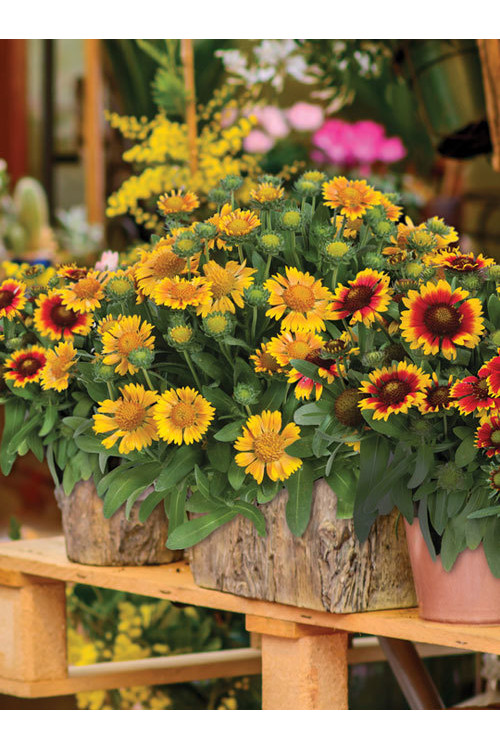 Gailardia 'Galya Yellow' Gaillardia
