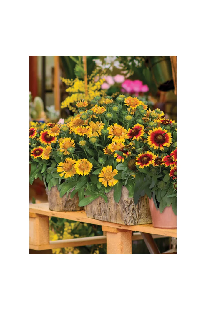 Gailardia 'Galya Yellow' Gaillardia