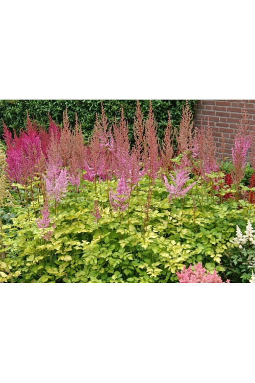 Tawułka 'Color Flash Lime' | Astilbe